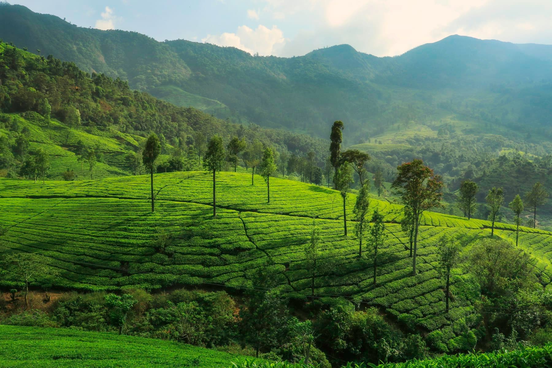 Panoramic tea valley estate — T VANAMM single-origin sourcing