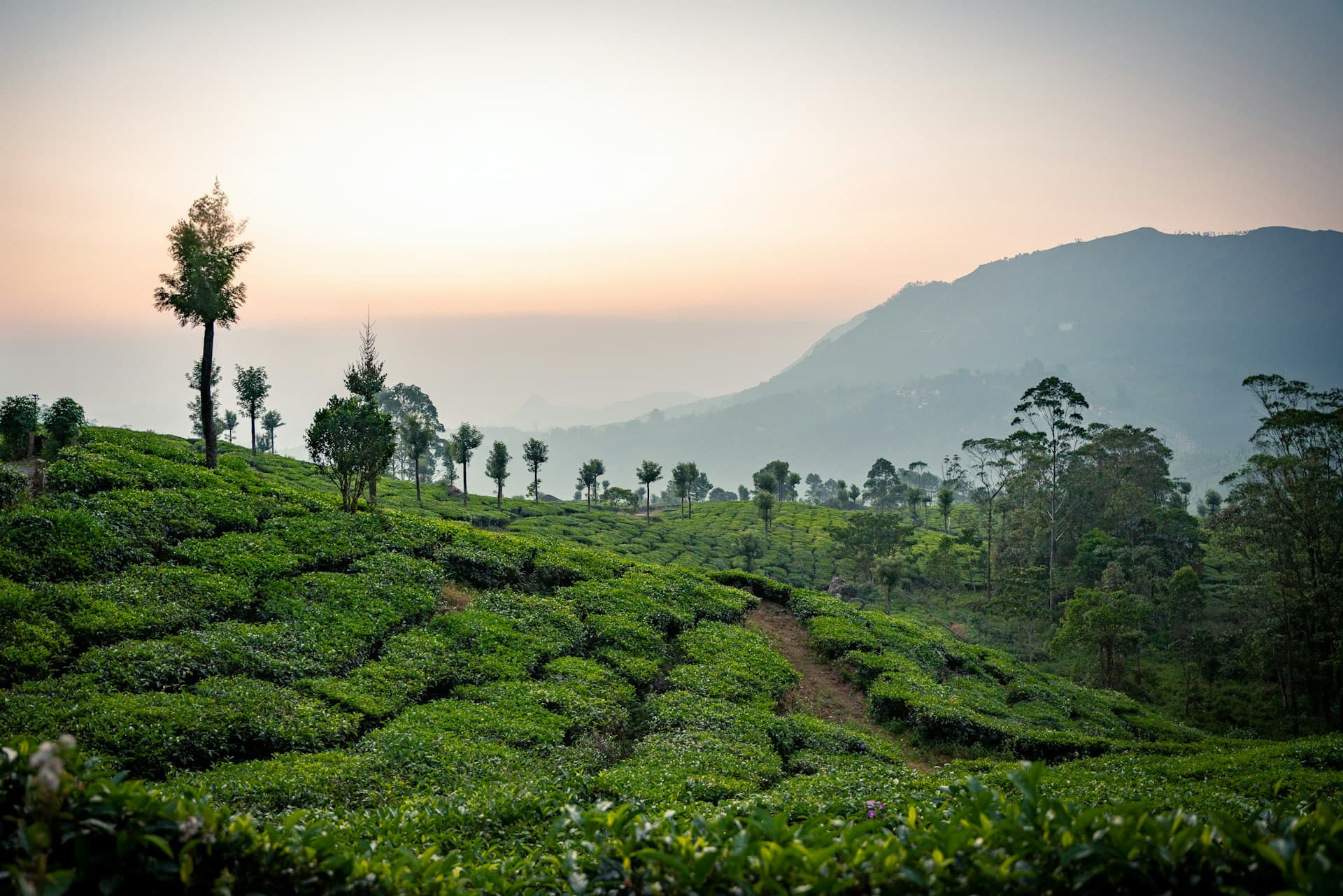 Lush green tea plantation at sunrise — T VANAMM café franchise across India