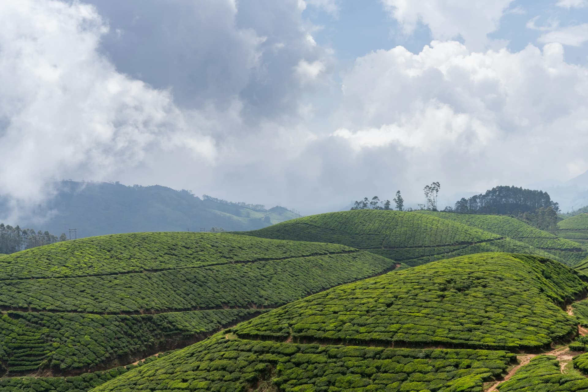 Lush Munnar tea plantation — T VANAMM shop launching soon